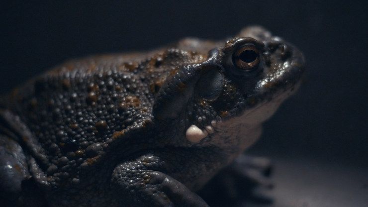 Bufo Alvarius – žába halucinogen